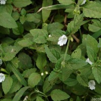 Leucas biflora (Vahl) Sm.